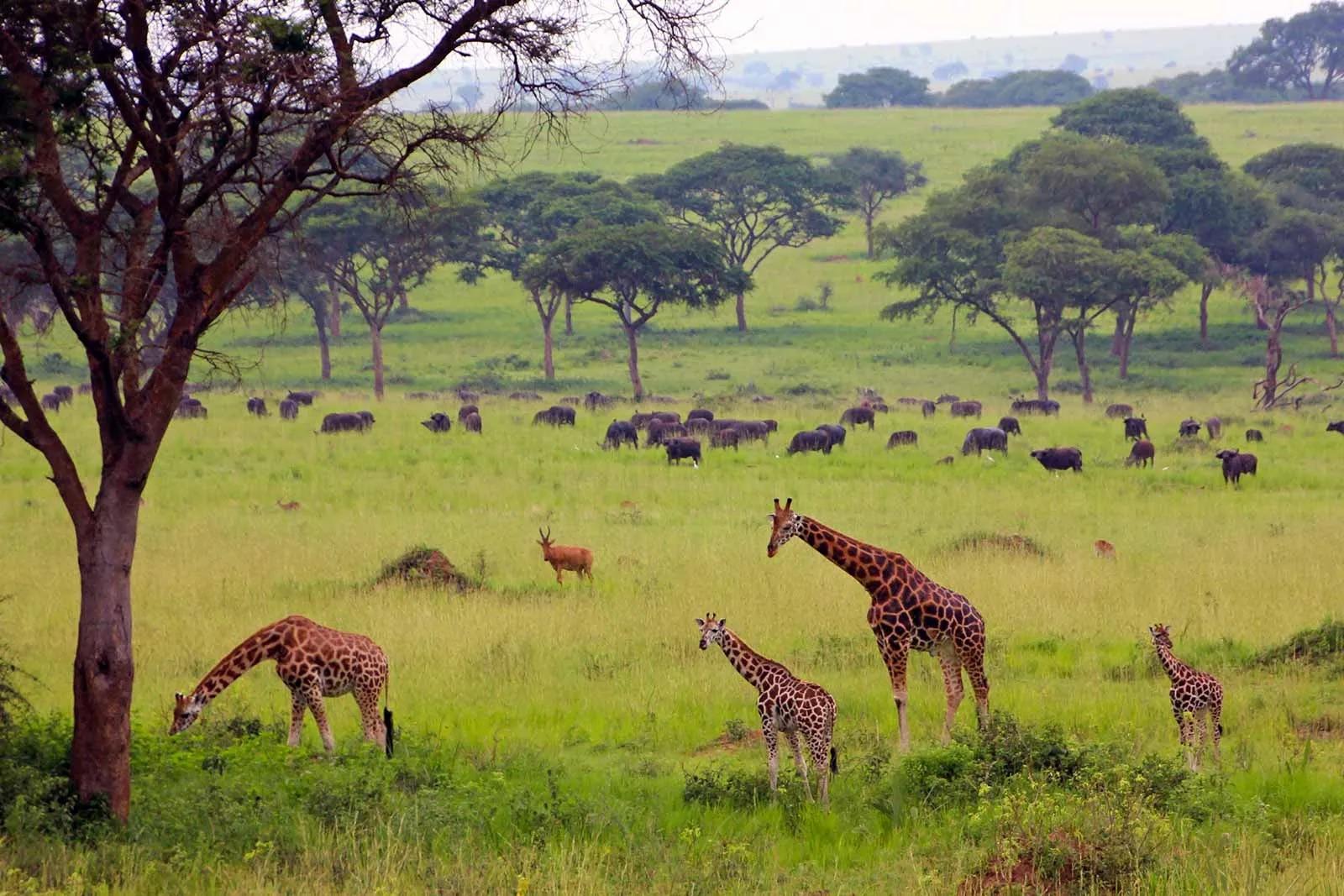 Giraffe on safari