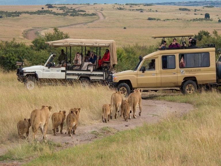 Lion family on safari